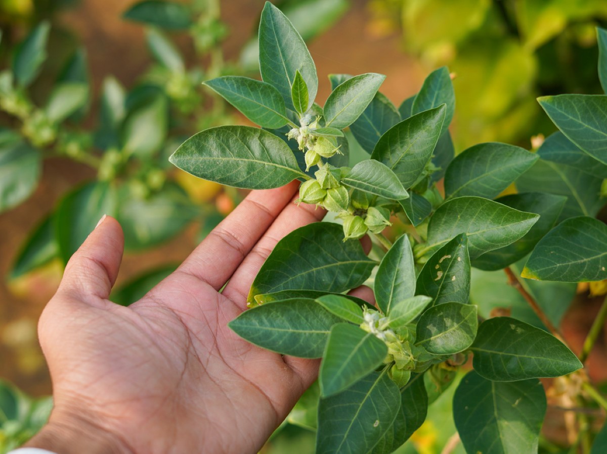 Ashwagandha na polu