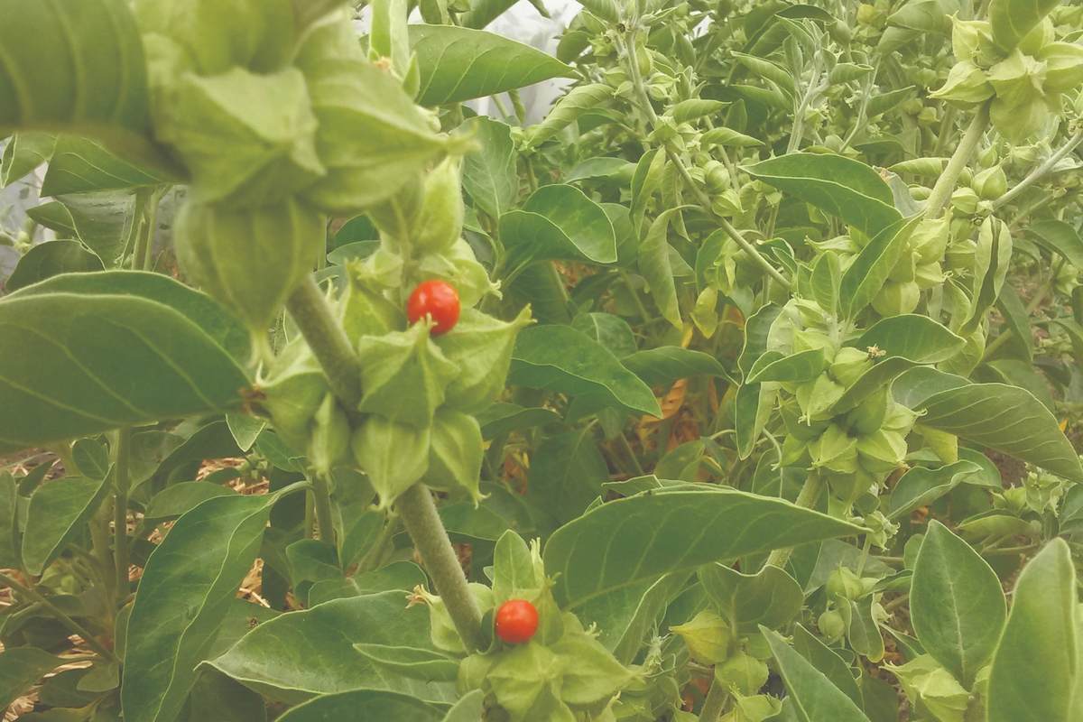 Owoce ashwagandhy na roślinie