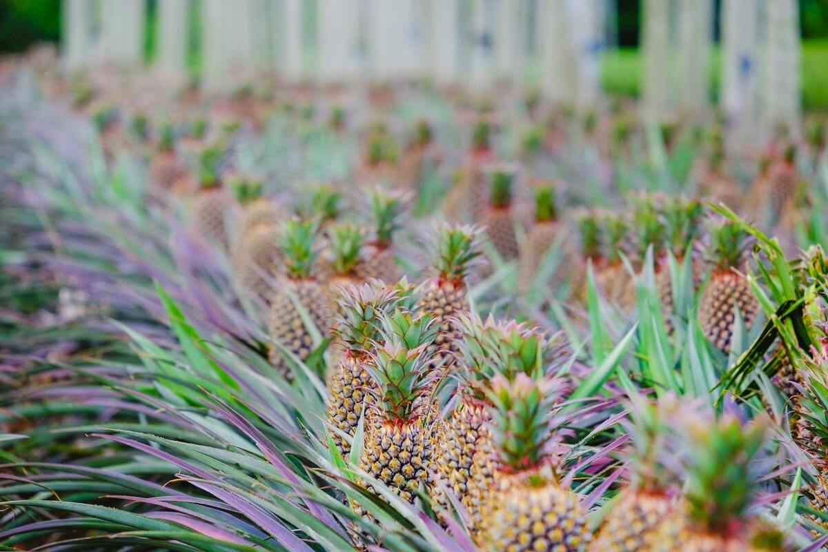 Pole uprawy ananasów