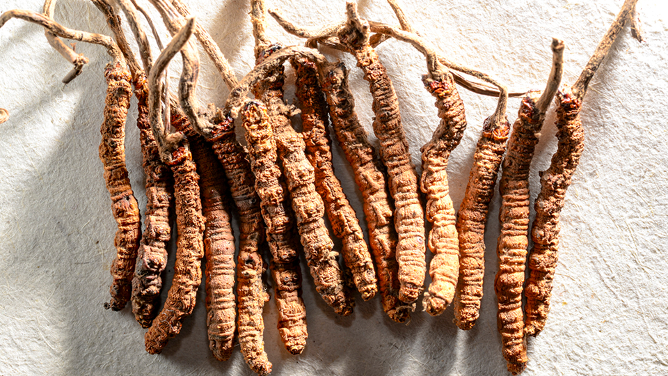 cordyceps