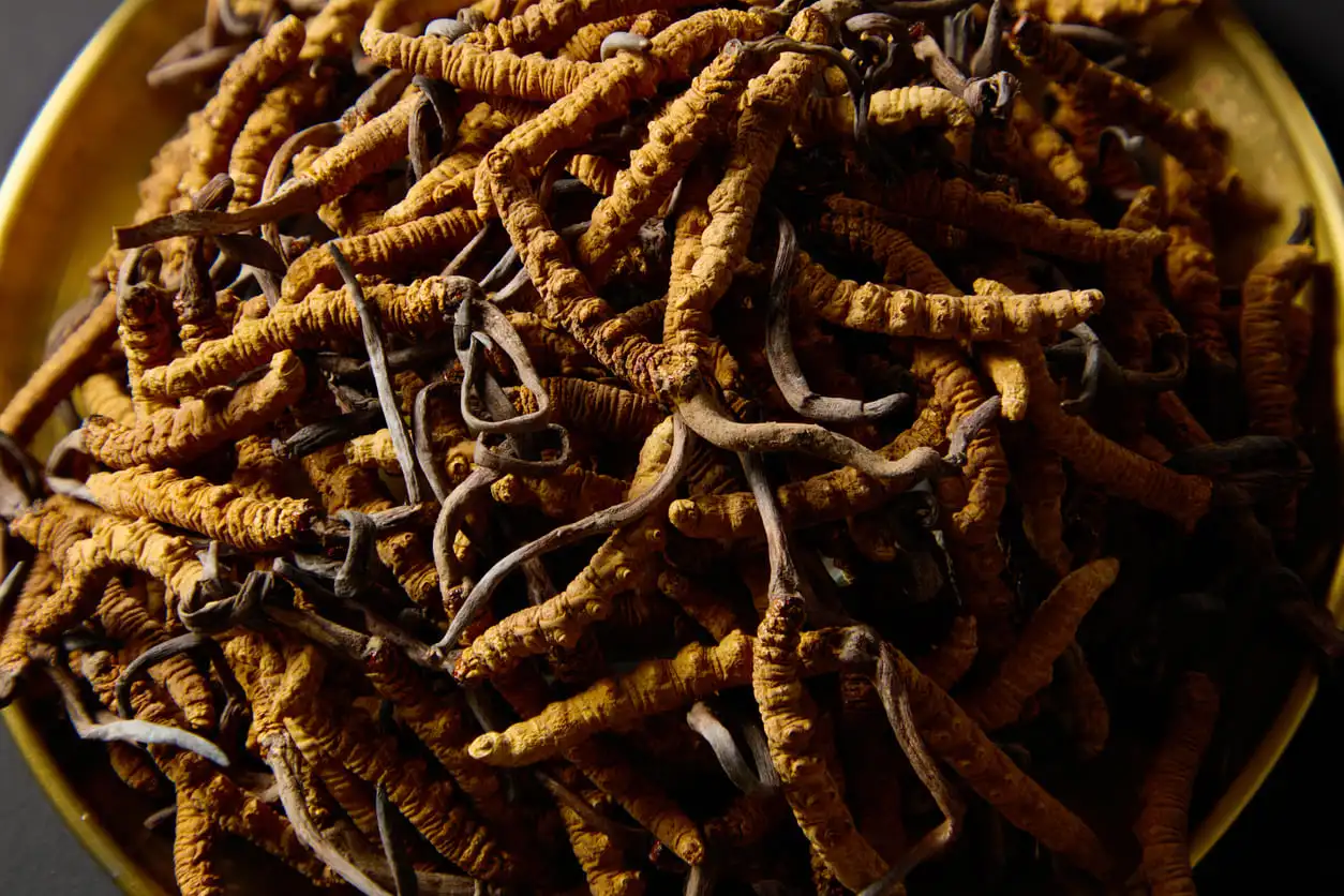 suszony cordyceps