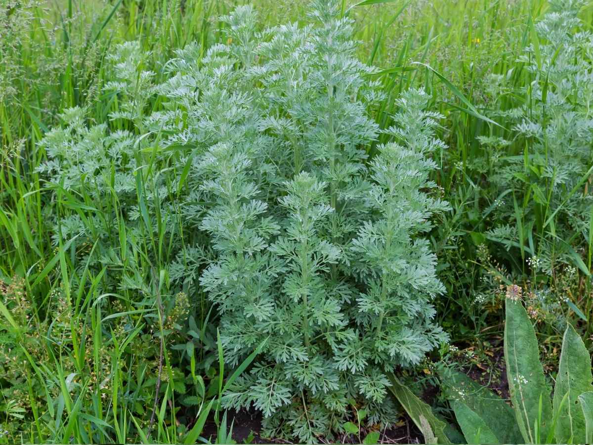 bylica piołun - roślina w naturze