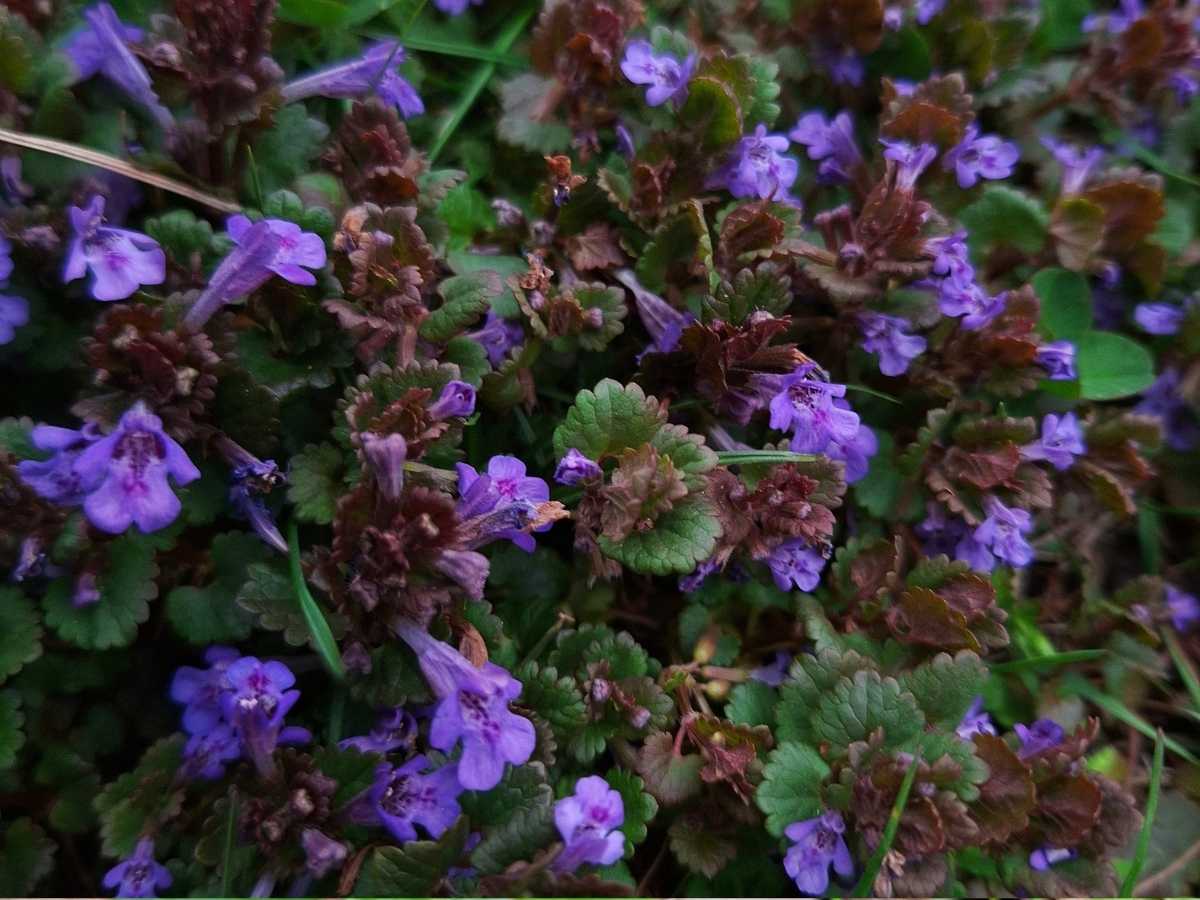 Bluszczyk kurdybanek podczas zbioru