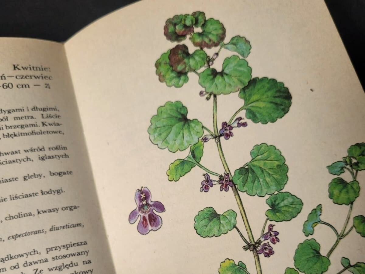 Świeżo zebrany kurdybanek