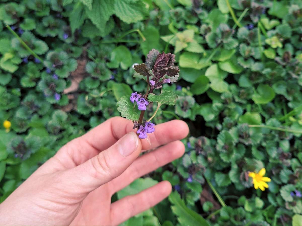 Zbieranie kurdybanka w terenie