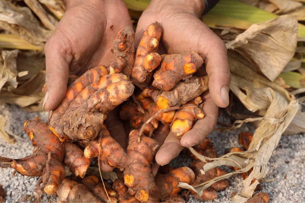 Zebrane kłącza kurkumy