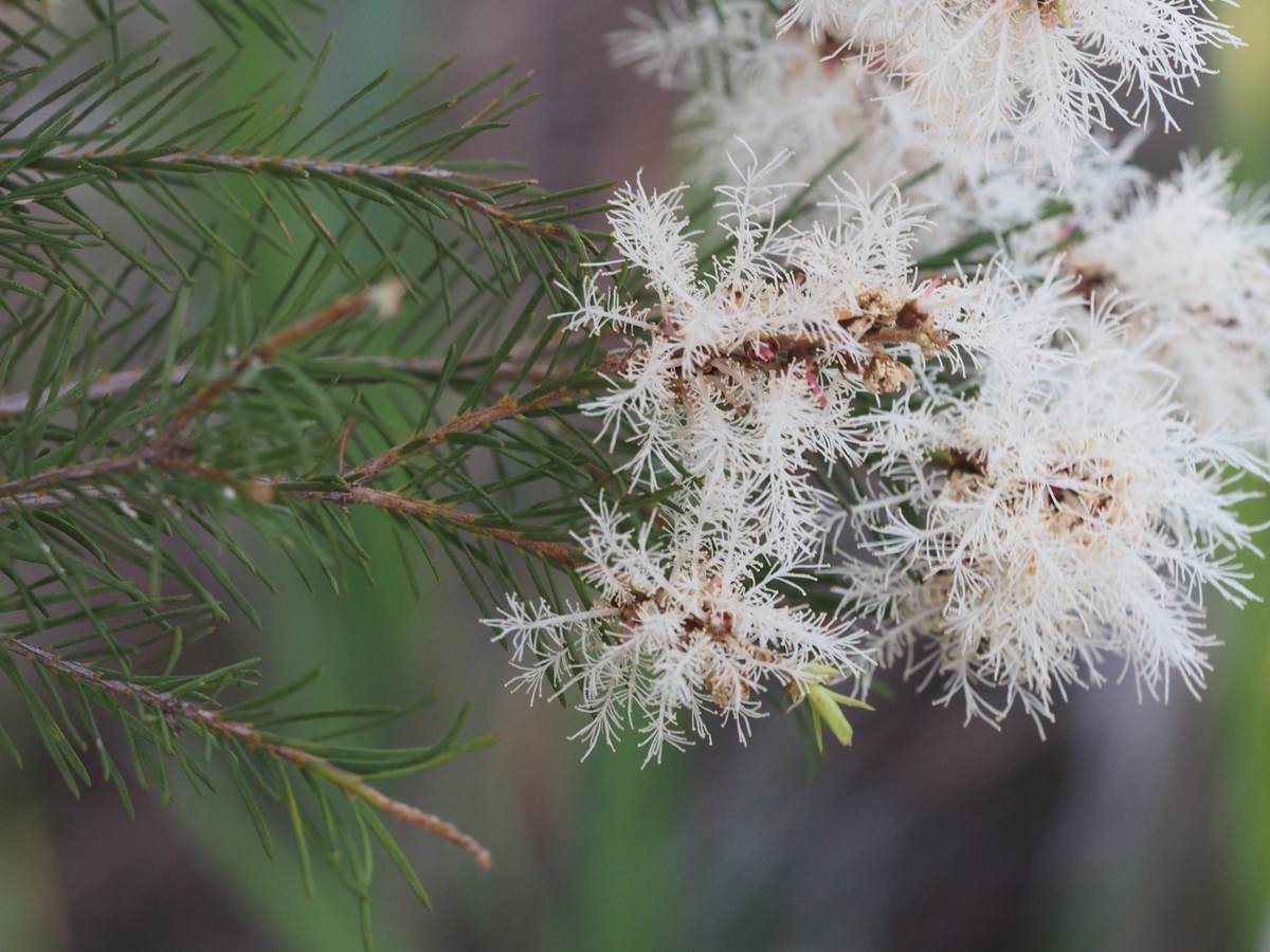 Kwitnące gałązki drzewa herbacianego Melaleuca alternifolia