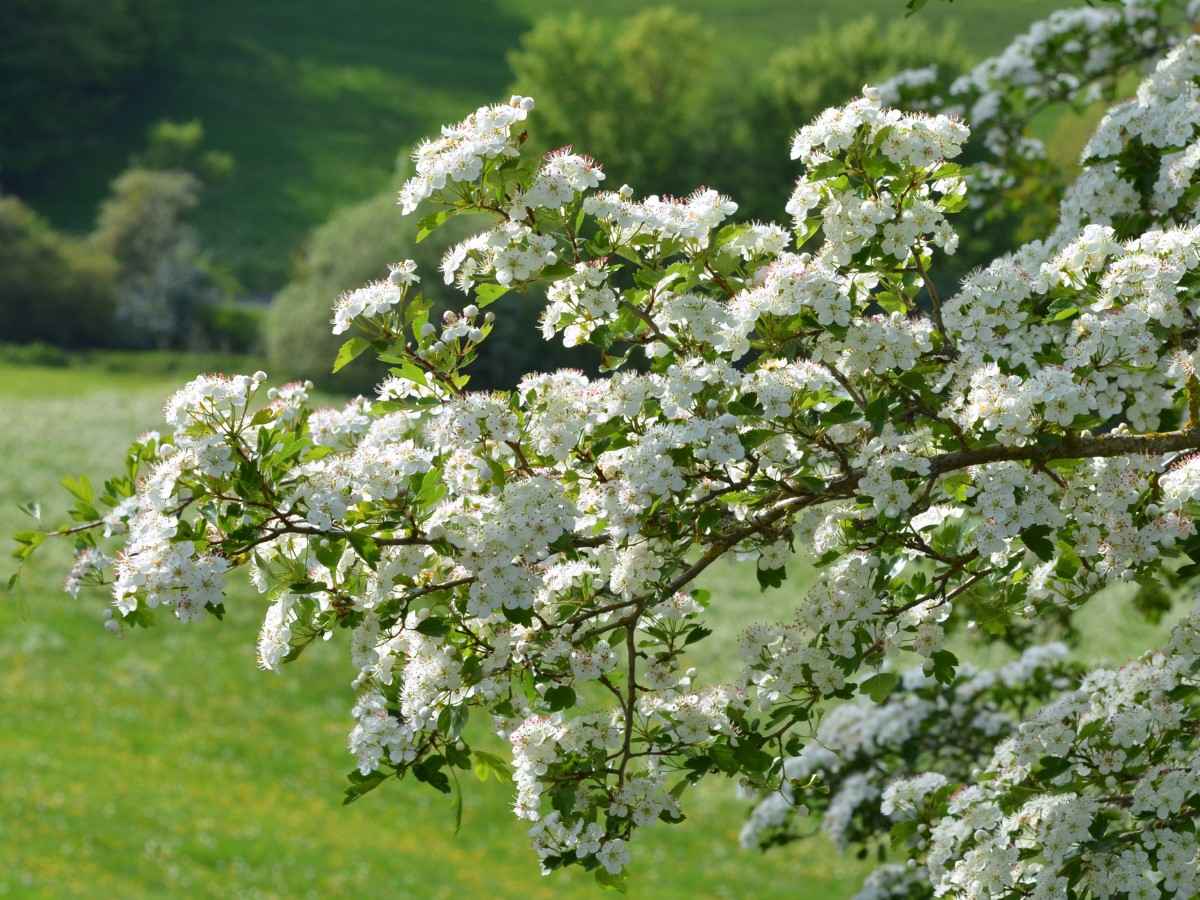 Kwitnący głóg z białymi kwiatami i zielonymi liśćmi
