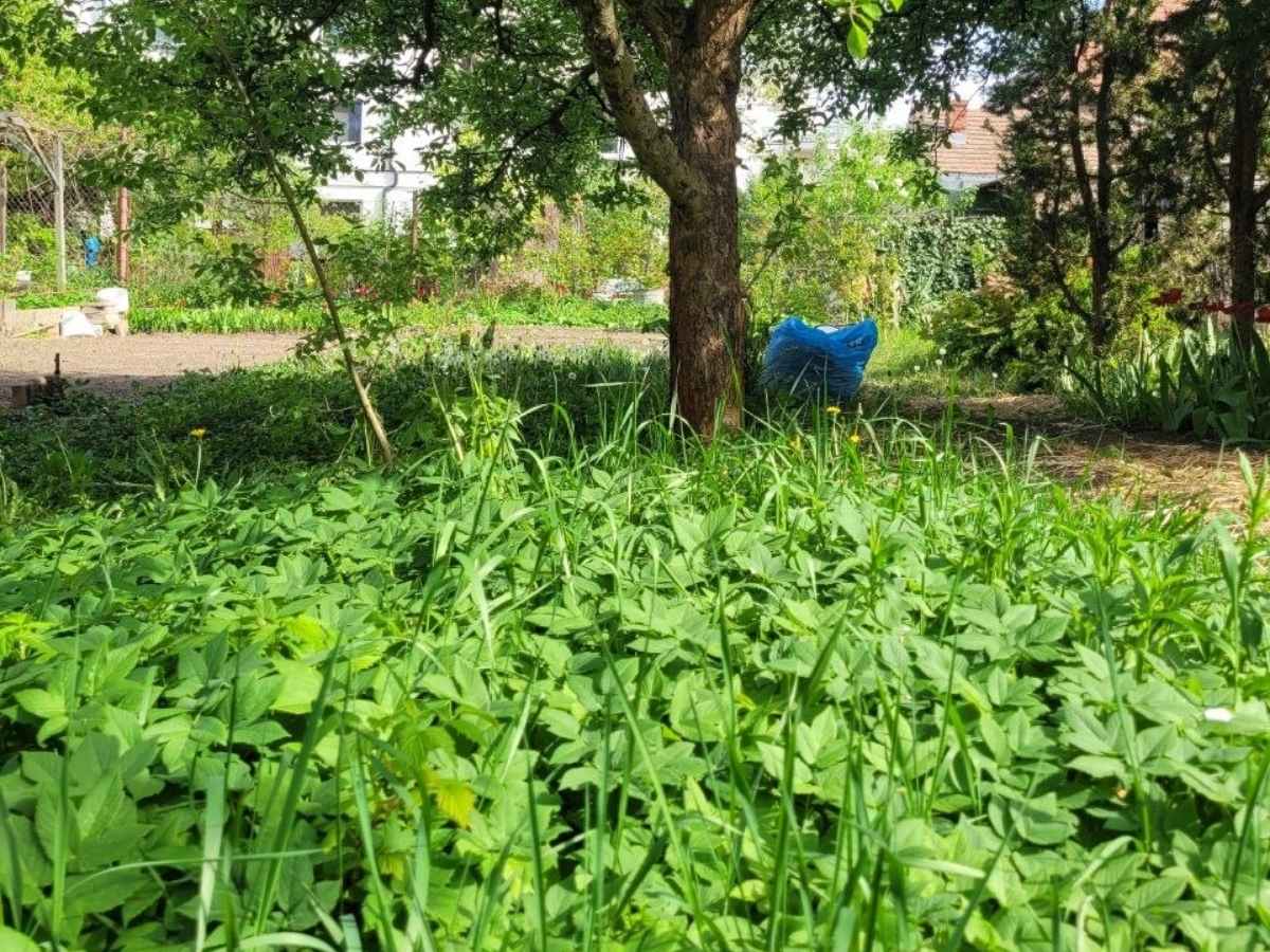 Podagrycznik rosnący pod jabłonią w cieniu, tworzący zwarte skupisko liści