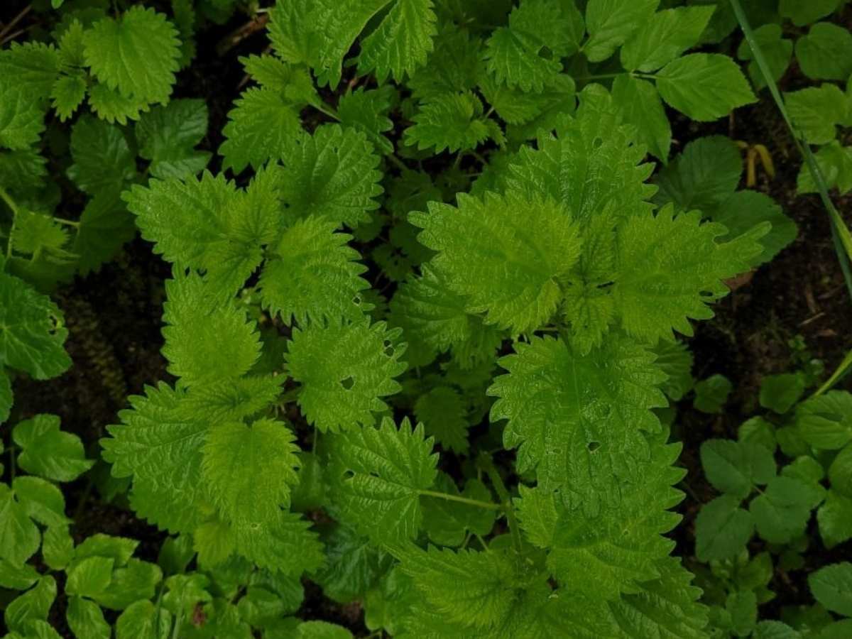 Pokrzywa rosnąca dziko w naturalnym miejscu zbioru